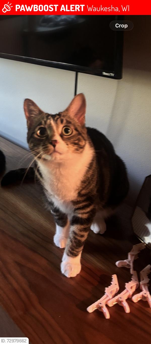 Lost Male Cat last seen Grandview blvd and Kioa ct, Waukesha, WI 53188