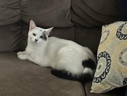 Lost Female Cat last seen Meyer and Southfield - near Voran Funeral Home, Allen Park, MI 48101