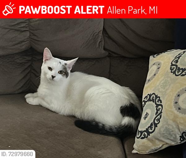 Lost Female Cat last seen Meyer and Southfield - near Voran Funeral Home, Allen Park, MI 48101