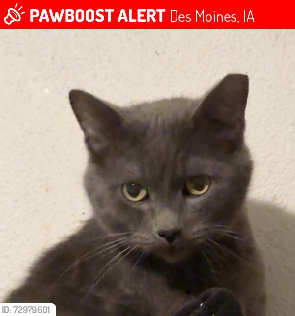Lost Male Cat last seen We live on E 21st street & Guthrie Ave, Des Moines, IA 50317