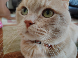 Lost Male Cat last seen Near 14th St North Chicago , North Chicago, IL 60064