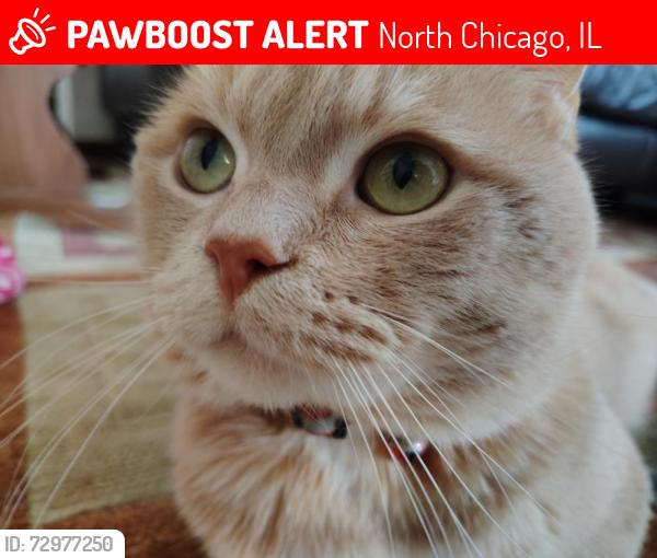 Lost Male Cat last seen Near 14th St North Chicago , North Chicago, IL 60064