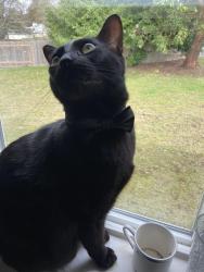 Lost Male Cat last seen Near Ridgetop Middle school and Madrona Ridge Mobile home park, Silverdale, WA 98383
