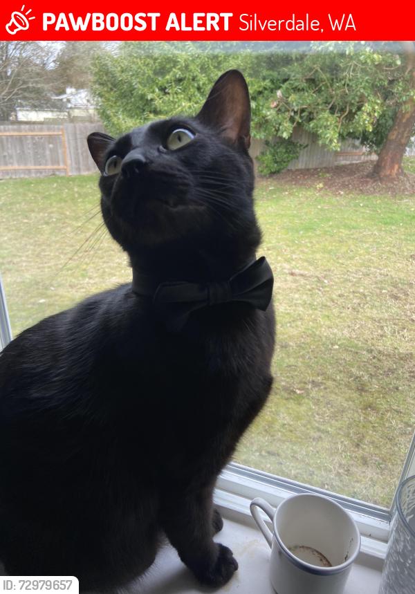 Lost Male Cat last seen Near Ridgetop Middle school and Madrona Ridge Mobile home park, Silverdale, WA 98383