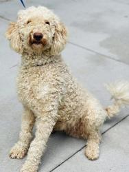 Found/Stray Unknown Dog last seen Located at Rockdale County Animal Service, 1506 Rockbridge Road, Conyers, GA 30012, Conyers, GA 30012