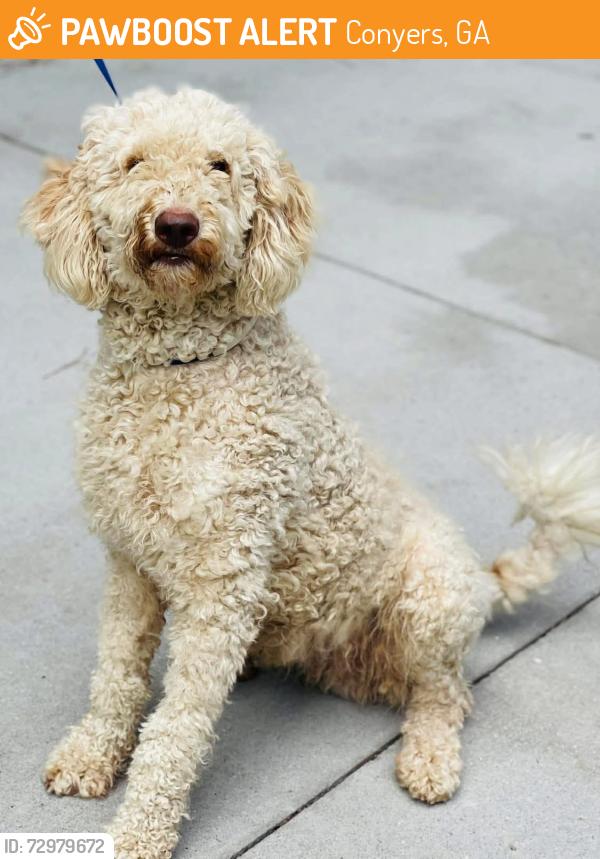 Found/Stray Unknown Dog last seen Located at Rockdale County Animal Service, 1506 Rockbridge Road, Conyers, GA 30012, Conyers, GA 30012