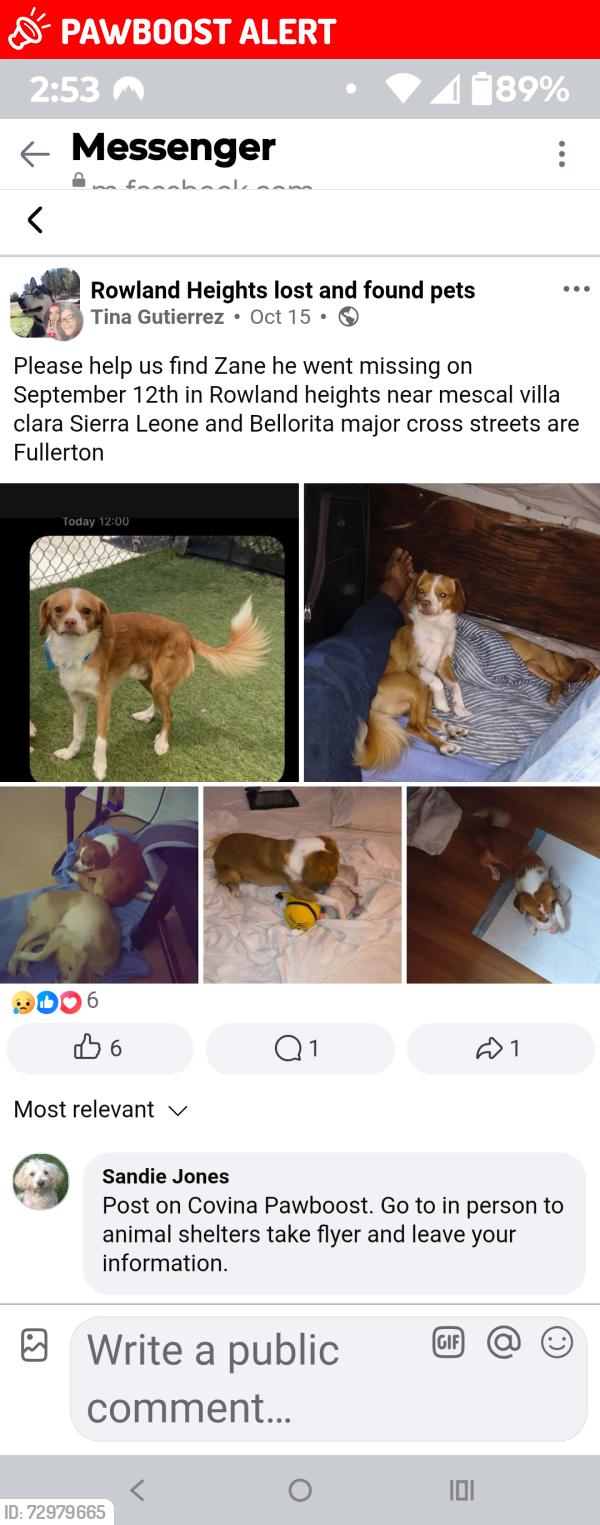Lost Male Dog last seen Bellorita mescal villa clara in Rowland heights ca, Rowland Heights, CA 91748