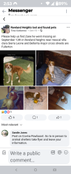 Lost Male Dog last seen Bellorita mescal villa clara in Rowland heights ca, Rowland Heights, CA 91748