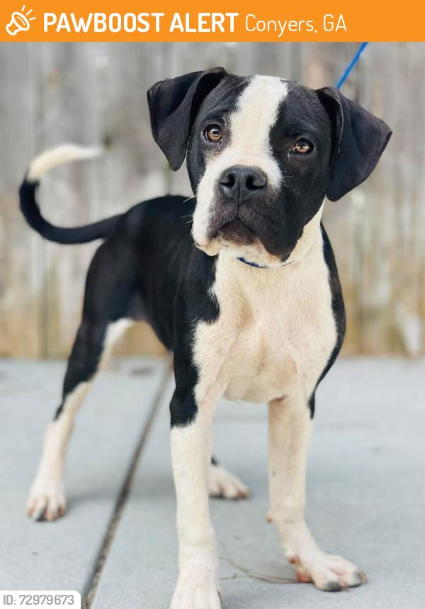 Found/Stray Unknown Dog last seen Located at Rockdale County Animal Service, 1506 Rockbridge Road, Conyers, GA 30012, Conyers, GA 30012