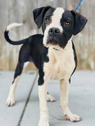 Found/Stray Unknown Dog last seen Located at Rockdale County Animal Service, 1506 Rockbridge Road, Conyers, GA 30012, Conyers, GA 30012