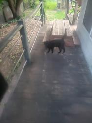 Found/Stray Female Cat last seen Oklahoma st, Appleton, WI 54911