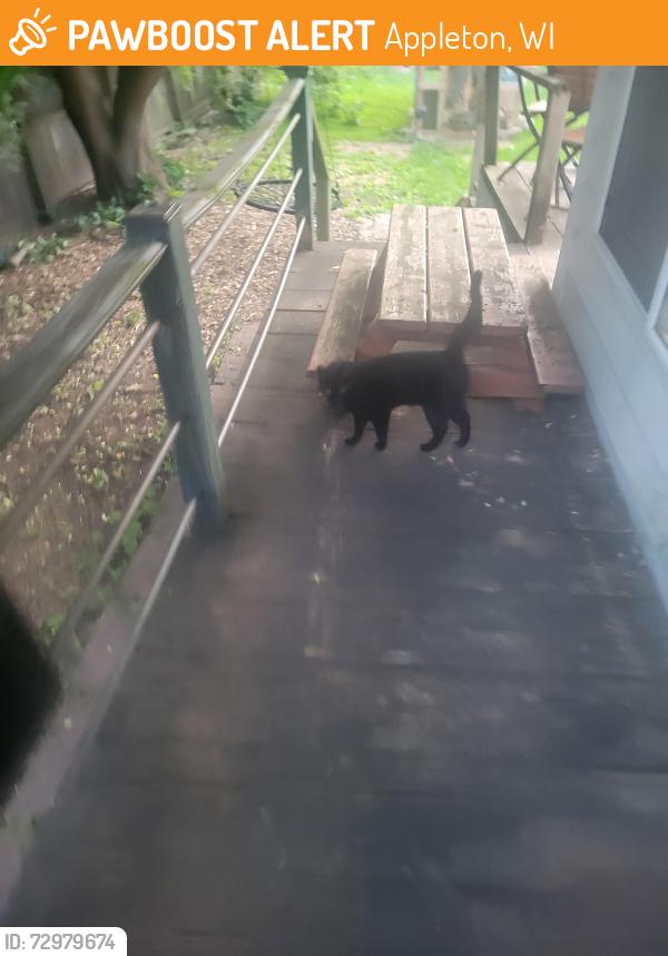 Found/Stray Female Cat last seen Oklahoma st, Appleton, WI 54911
