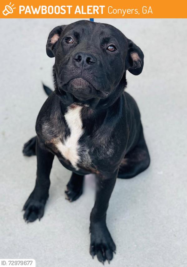 Found/Stray Unknown Dog last seen Located at Rockdale County Animal Service, 1506 Rockbridge Road, Conyers, GA 30012, Conyers, GA 30012
