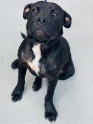Found/Stray Unknown Dog last seen Located at Rockdale County Animal Service, 1506 Rockbridge Road, Conyers, GA 30012, Conyers, GA 30012