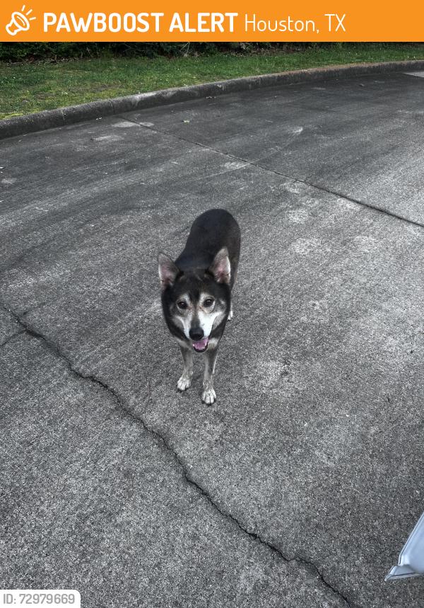 Found/Stray Male Dog last seen Stoney park dr, Houston, TX 77339