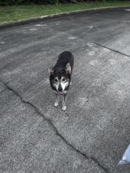 Found/Stray Male Dog last seen Stoney park dr, Houston, TX 77339