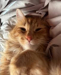 Reunited Male Cat last seen Near 135th Ln SE, Kent, WA 98042, Kent, WA 98042