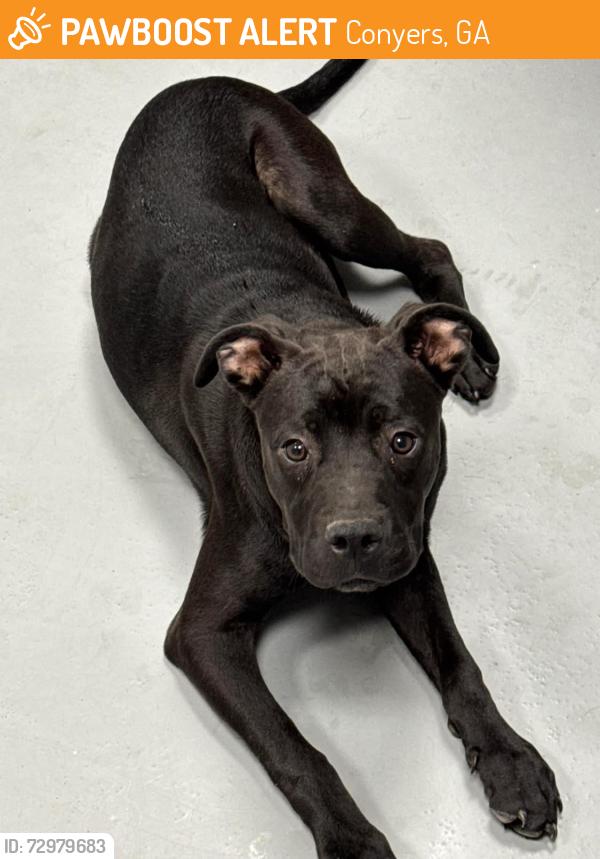 Found/Stray Unknown Dog last seen Located at Rockdale County Animal Service, 1506 Rockbridge Road, Conyers, GA 30012, Conyers, GA 30012