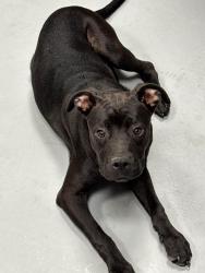 Found/Stray Unknown Dog last seen Located at Rockdale County Animal Service, 1506 Rockbridge Road, Conyers, GA 30012, Conyers, GA 30012