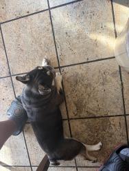 Found/Stray Female Dog last seen Falcato dr and canton dr, Milpitas, CA 95035