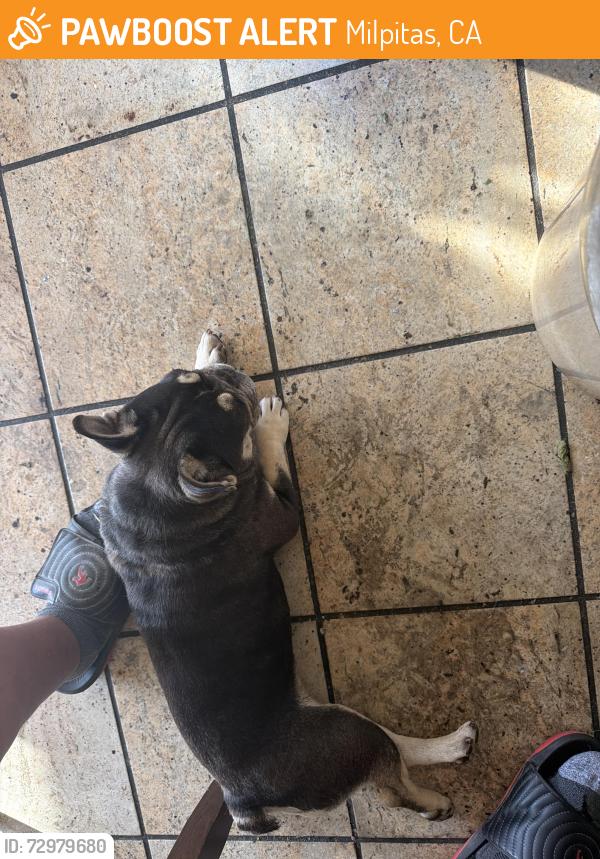 Found/Stray Female Dog last seen Falcato dr and canton dr, Milpitas, CA 95035