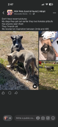 Lost Female Dog last seen Inspiration between 2mile and 495, Mission, TX 78574