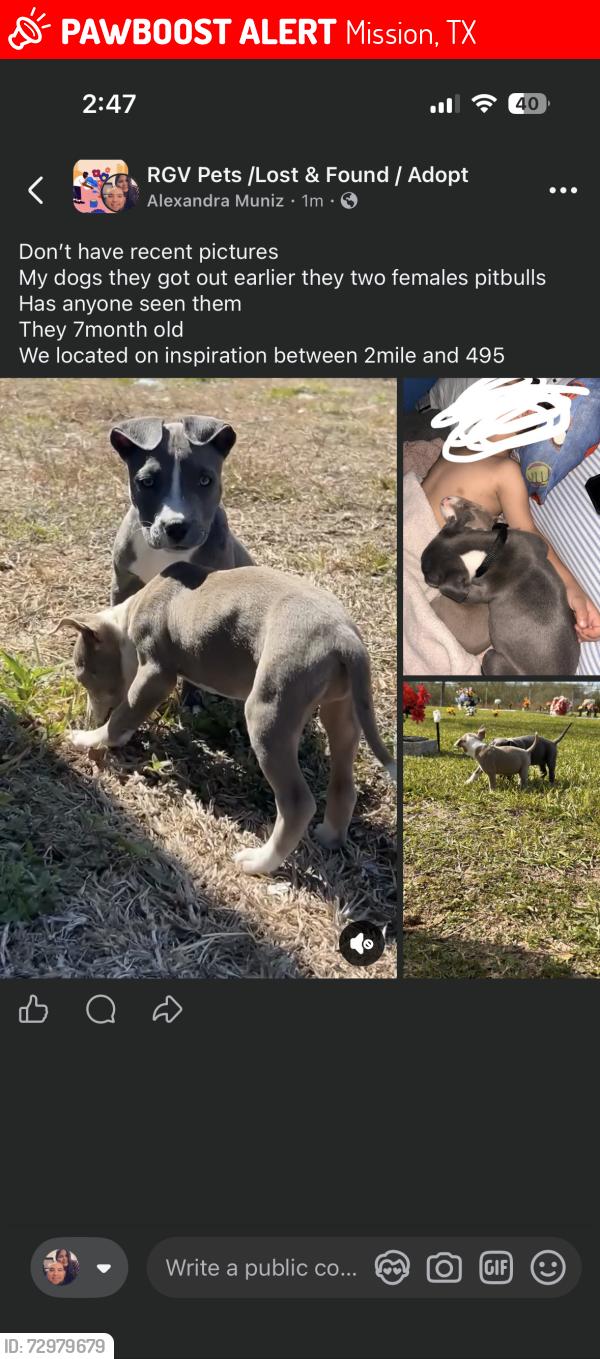 Lost Female Dog last seen Inspiration between 2mile and 495, Mission, TX 78574