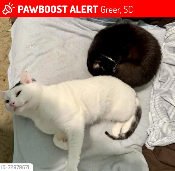 Lost Male Cat last seen Phillips Ln/Northridge Rd, Greer, SC 29650