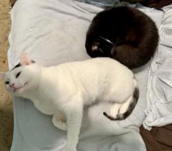 Lost Male Cat last seen Phillips Ln/Northridge Rd, Greer, SC 29650