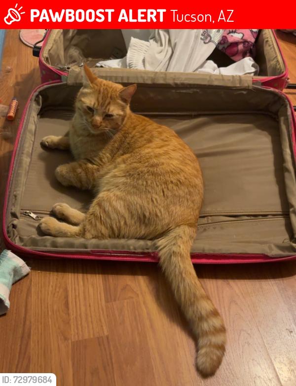 Lost Male Cat last seen stella and prudence, Tucson, AZ 85730