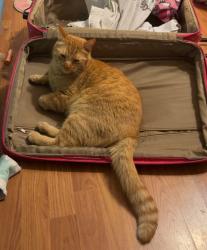 Lost Male Cat last seen stella and prudence, Tucson, AZ 85730