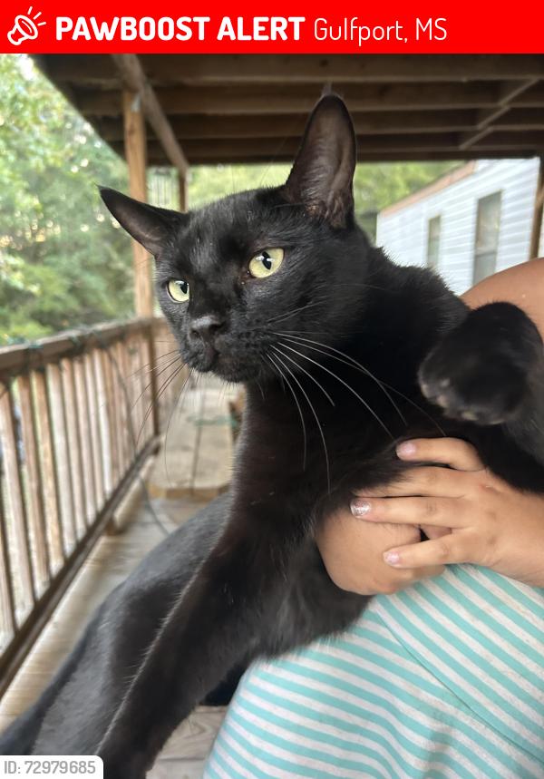 Lost Male Cat last seen Robinson rd, Gulfport, MS 39503