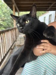 Lost Male Cat last seen Robinson rd, Gulfport, MS 39503