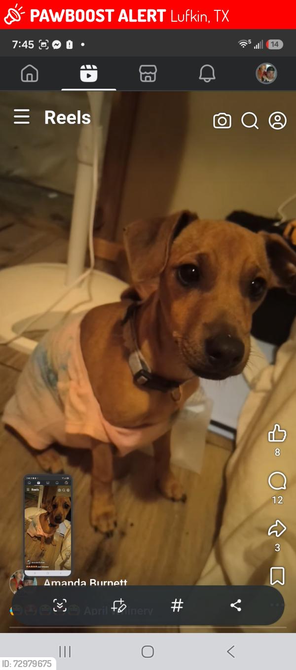 Lost Male Dog last seen Atkinson Dr , Lufkin, TX 75901