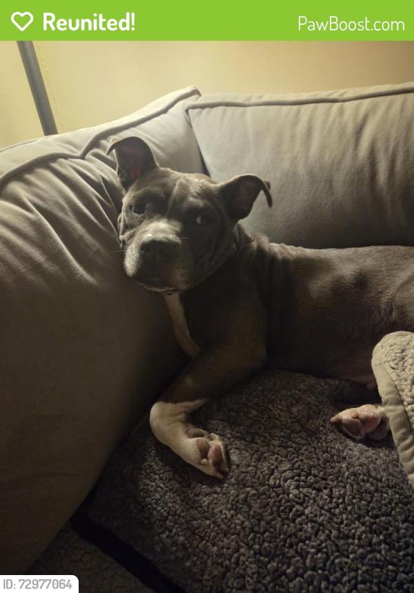 Reunited Female Dog last seen Near Graduate Lane and Oakbrook Elementary School, Ladson, SC 29456