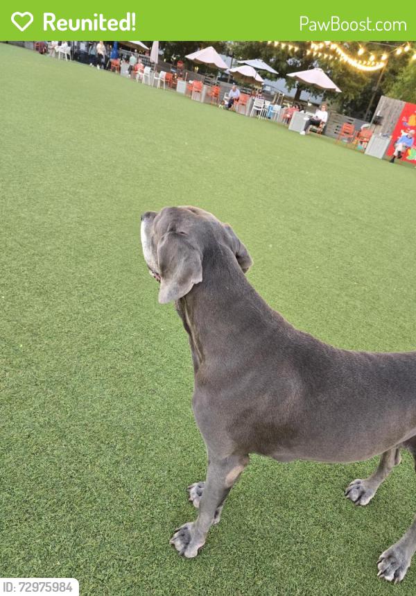 Reunited Male Dog last seen OVERBROOK dr and Northside dr, Atlanta, GA 30318