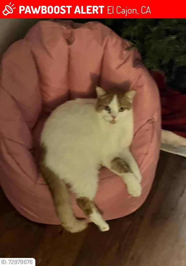 Lost Male Cat last seen Anza st and Anza elementary , El Cajon, CA 92020