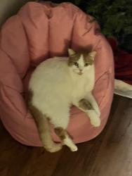 Lost Male Cat last seen Anza st and Anza elementary , El Cajon, CA 92020