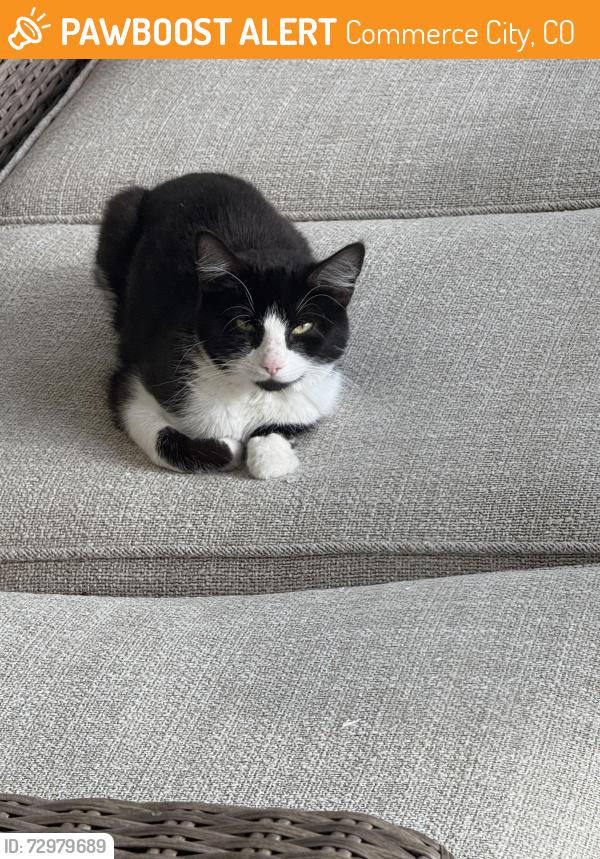 Found/Stray Unknown Cat last seen 104th and chambers , Commerce City, CO 80022