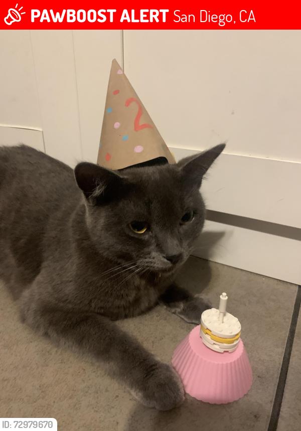 Lost Female Cat last seen Union street and Ivy street, San Diego, CA 92101