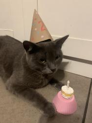 Lost Female Cat last seen Union street and Ivy street, San Diego, CA 92101