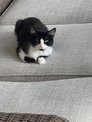Found/Stray Unknown Cat last seen 104th and chambers , Commerce City, CO 80022