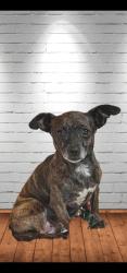 Lost Female Dog last seen Near Marine Dr, Stanwood, WA 98292, Stanwood, WA 98292