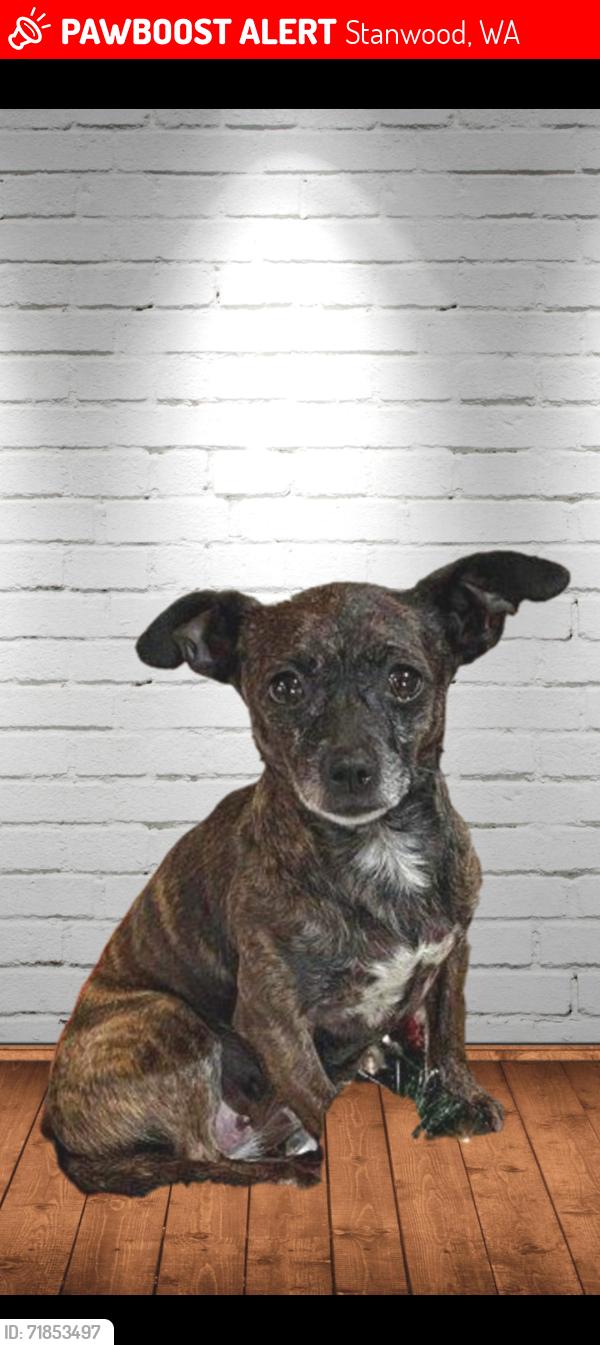 Lost Female Dog last seen Near Marine Dr, Stanwood, WA 98292, Stanwood, WA 98292