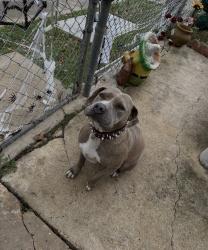 Reunited Female Dog last seen Near Escuela, San Antonio, TX 78237, USA, San Antonio, TX 78237
