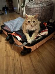 Lost Male Cat last seen Valerio and variel, Los Angeles, CA 91303