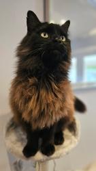 Lost Female Cat last seen Bernwood Grove Langley , Hampshire, England SO45 1ZW
