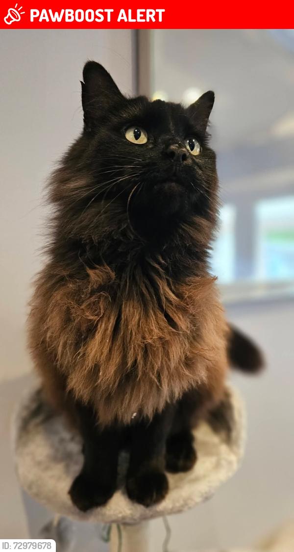 Lost Female Cat last seen Bernwood Grove Langley , Hampshire, England SO45 1ZW