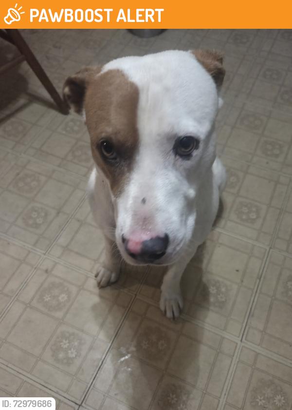 Found/Stray Male Dog last seen Hwy 9 between Chimney rock and Black mountain, Buncombe County, NC 28711