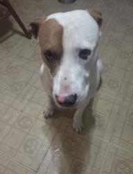 Found/Stray Male Dog last seen Hwy 9 between Chimney rock and Black mountain, Buncombe County, NC 28711